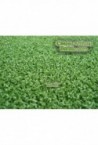 Césped artificial para putting green