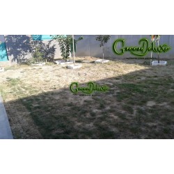 30m² Césped artificial GreenDeluxe Madrid Supreme C35 BV