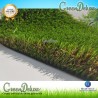 copy of Greendeluxe Niza premium 37